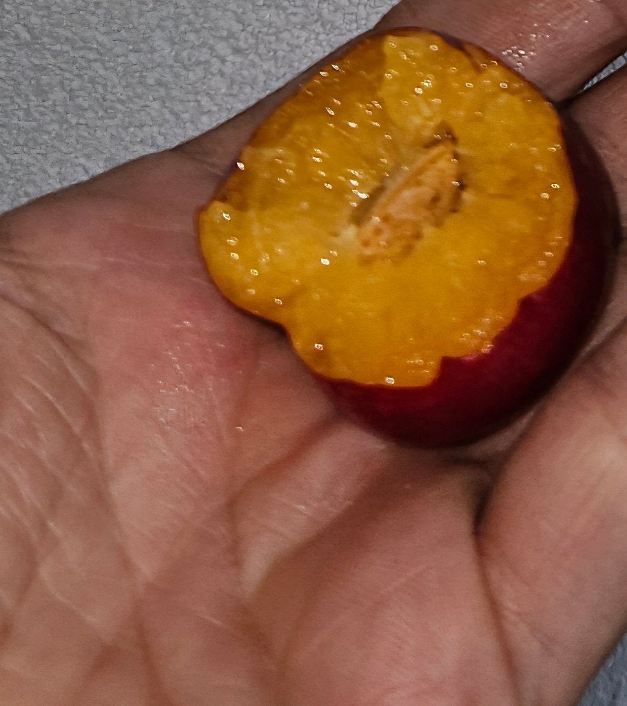 Pluot "Dapple Dandy", Ophalen, Lente, Overige soorten, Volle zon