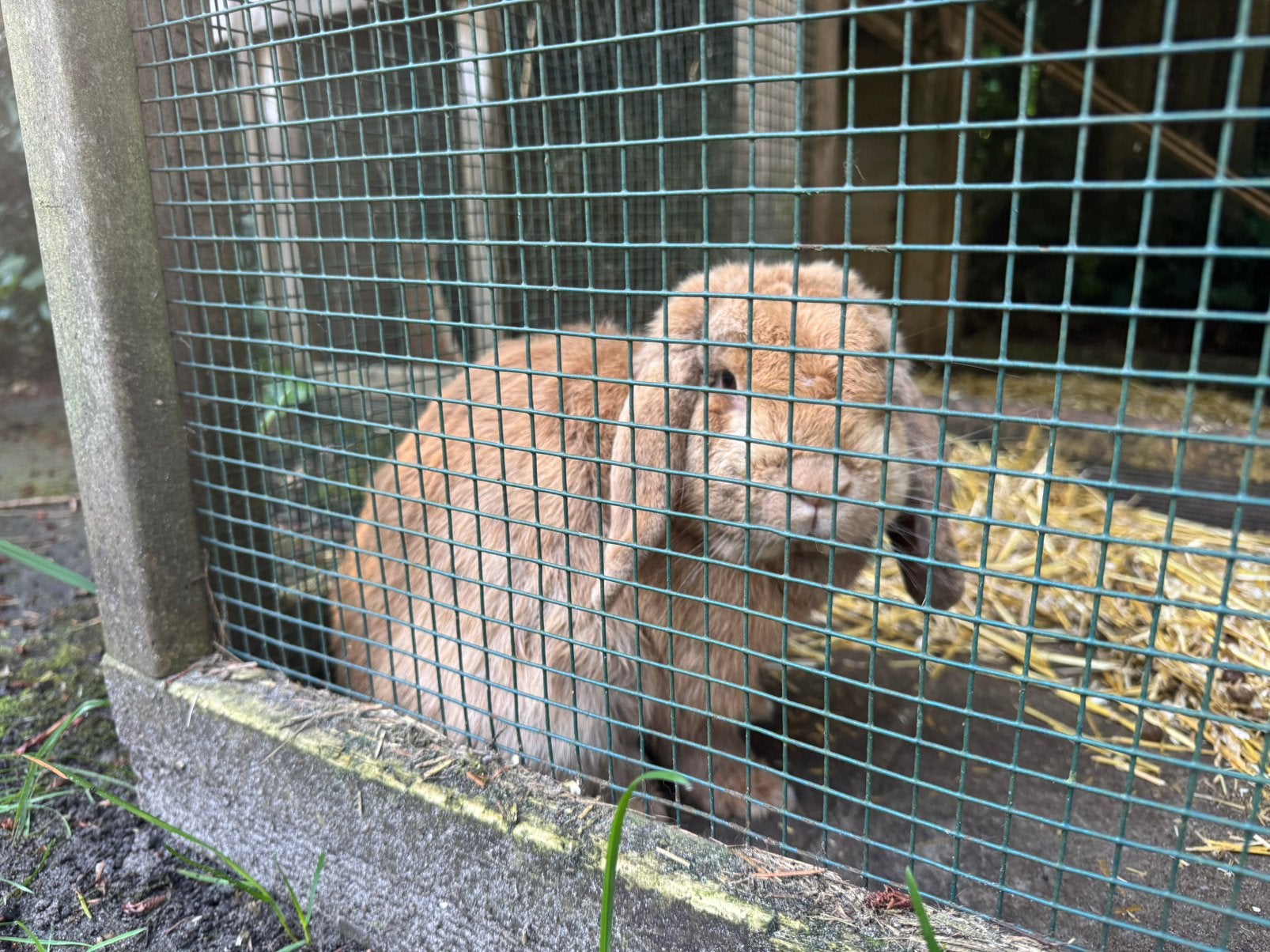 Lief konijn - franse hangoor - zoekt nieuw huis en maatje(s), Dieren en Toebehoren, Mannelijk, Middelgroot, Hangoor, 3 tot 5 jaar