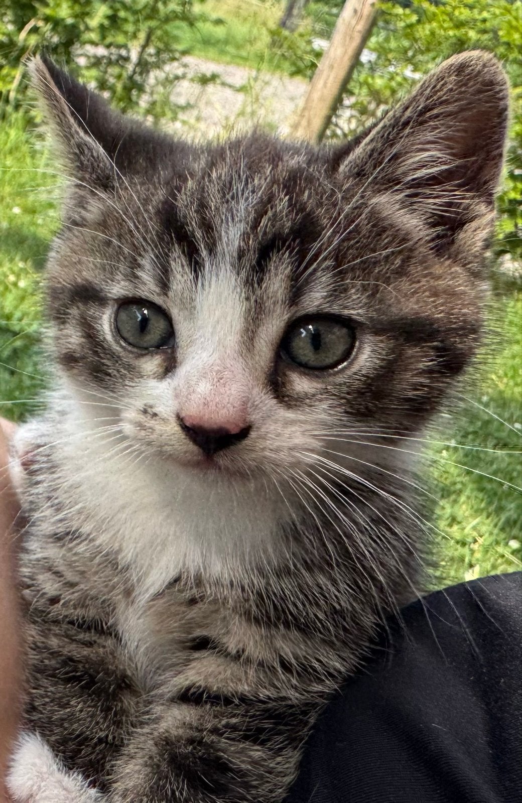 Prachtige lieve kittens, Dieren en Toebehoren, Meerdere dieren, 0 tot 2 jaar