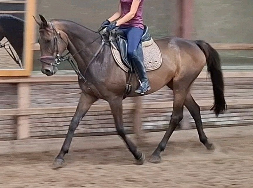 Superbrave 6 jr allrounder 1,64m(recreatie-manege-sport), Dieren en Toebehoren, Ruin, 3 tot 6 jaar, Met stamboom, B