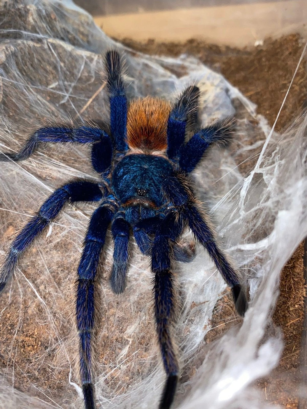 Chromatopelma cyaneoubescens - vogelspinnen, Dieren en Toebehoren, Insecten en Spinnen, Spin of Schorpioen