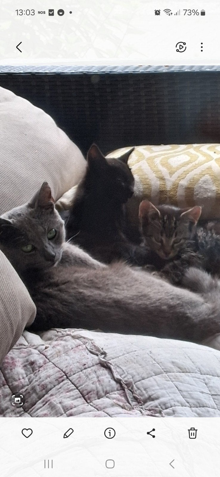 ( boerderij) kittens te koop, Dieren en Toebehoren