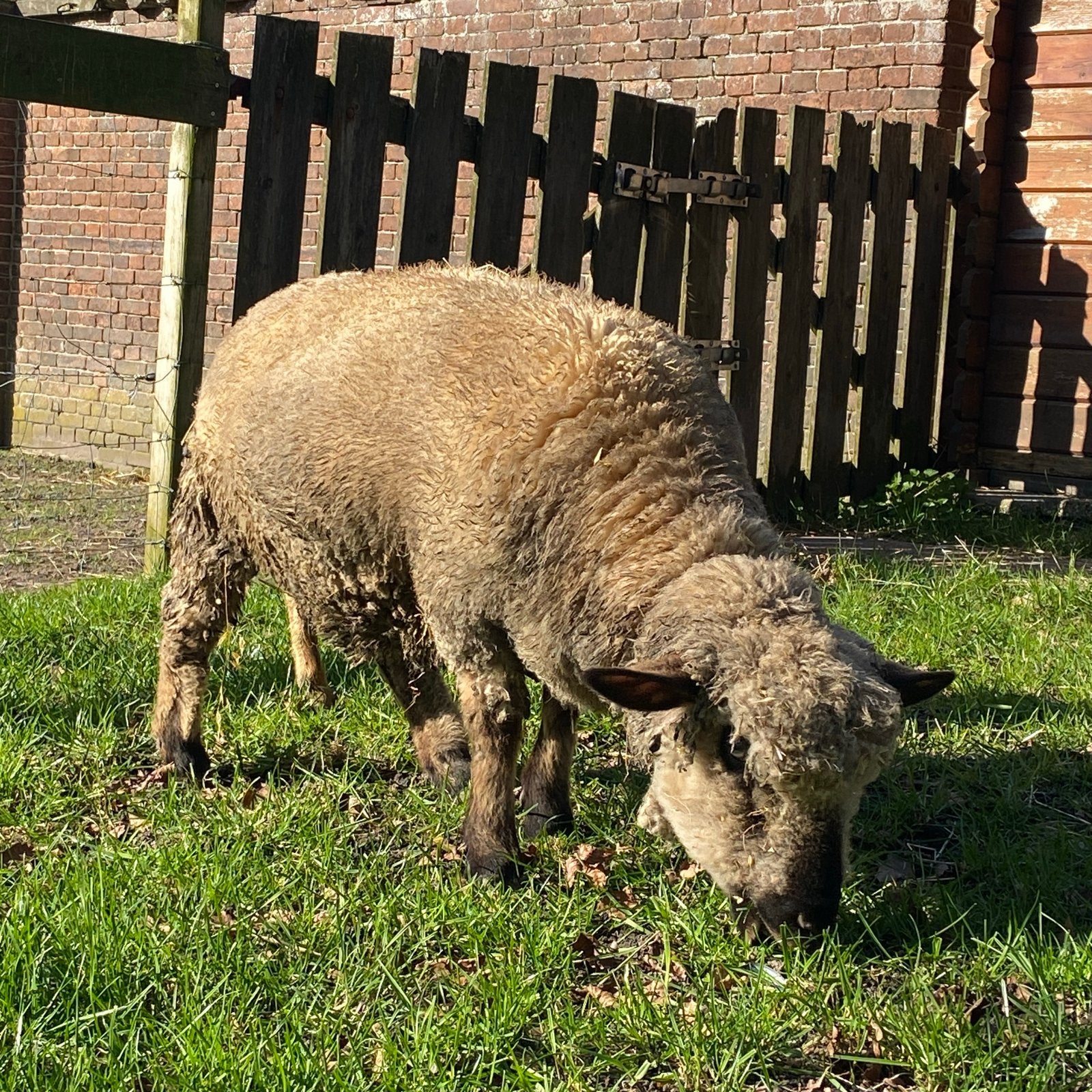 Hampshire Down ooi, Dieren en Toebehoren