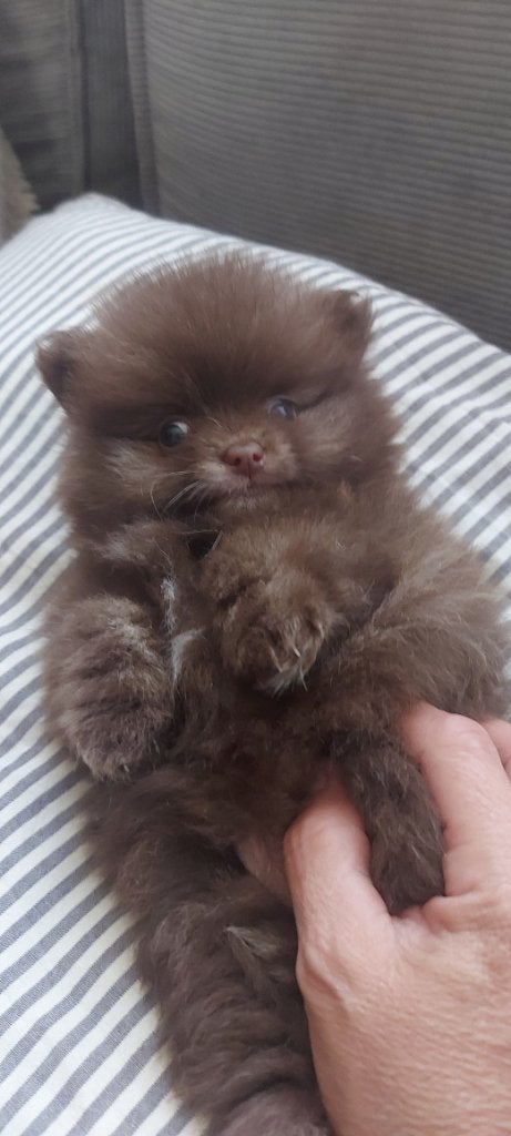 Pommeriaan pups, Keeshond, Meerdere, Meerdere dieren, Nederland