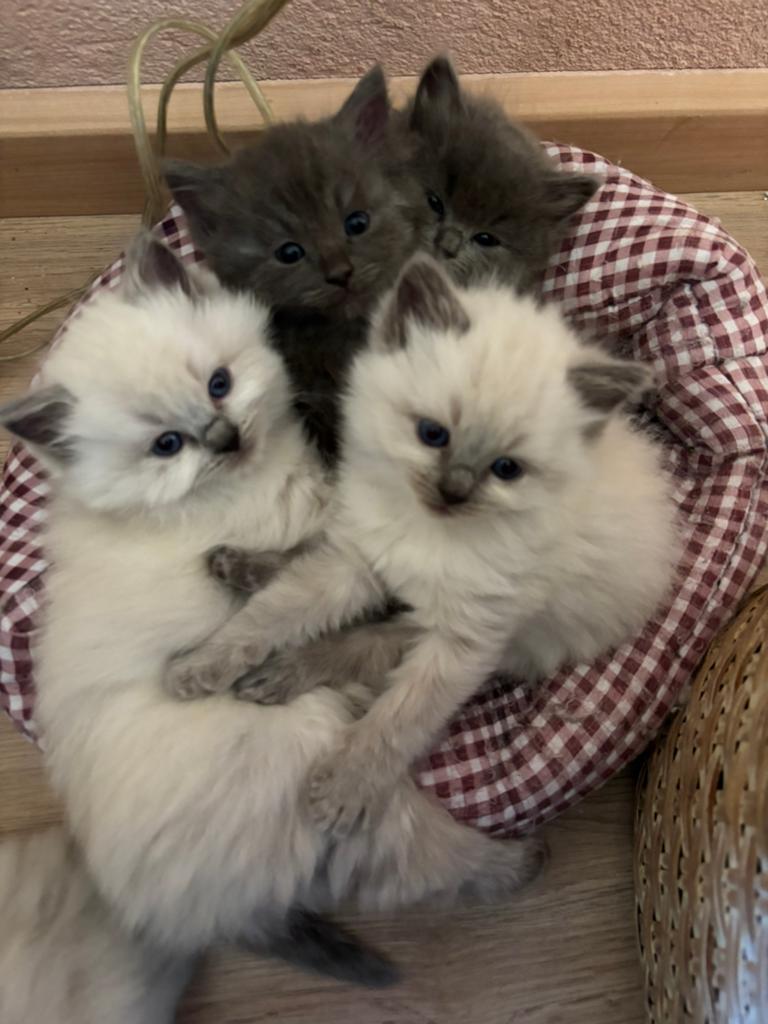 Prachtige Ragdoll kittens, Meerdere dieren, Ontwormd