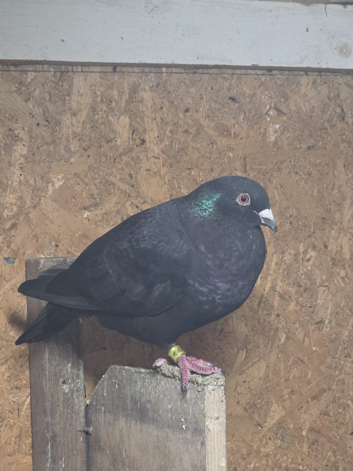 Postduiven, Dieren en Toebehoren