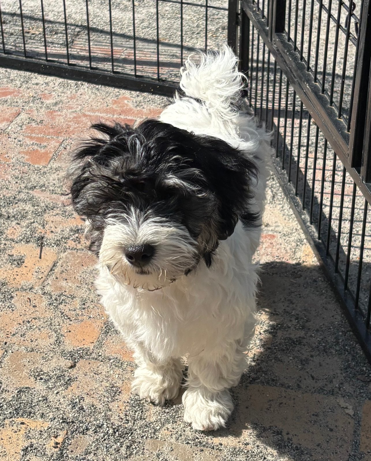 Prachtige Boomer pup (Maltipoo)laatste, Dieren en Toebehoren, Honden | Chihuahua's en Gezelschapshonden, Parvo, Overige rassen