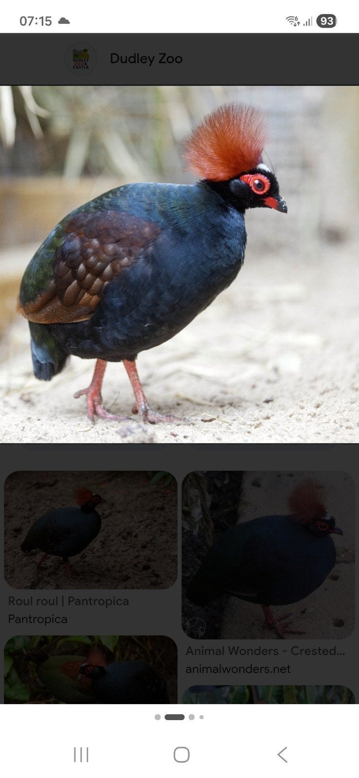 roul roul haantjes van 2026, Dieren en Toebehoren, Mannelijk, Geringd