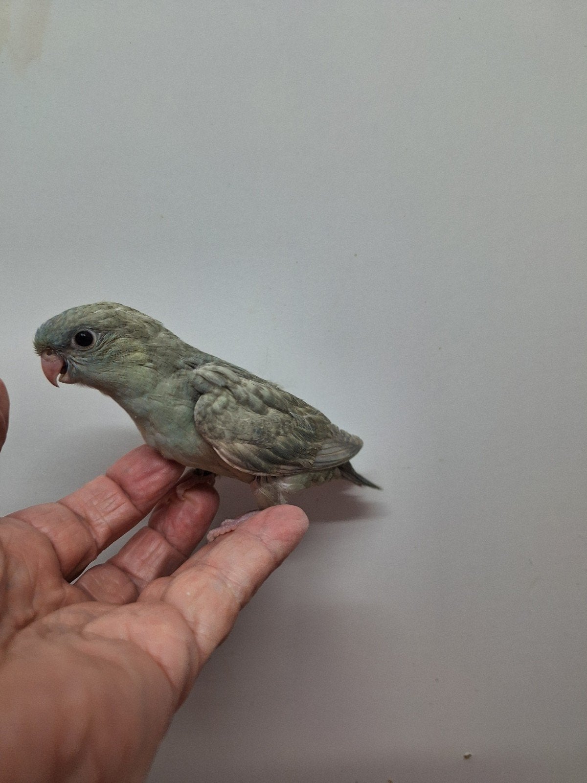 Tamme catharina's, Dieren en Toebehoren