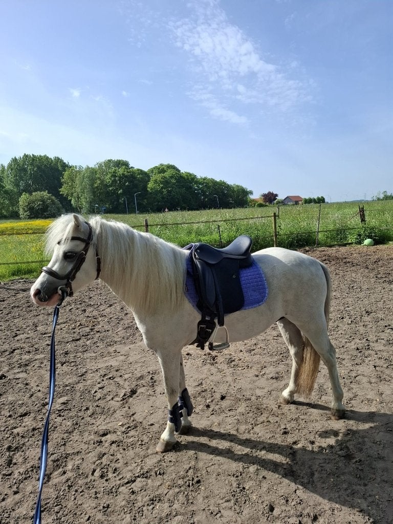 Prachtige toekomstige kinderpony, Dieren en Toebehoren, Met stamboom, Ruin, Zadelmak, 3 tot 6 jaar