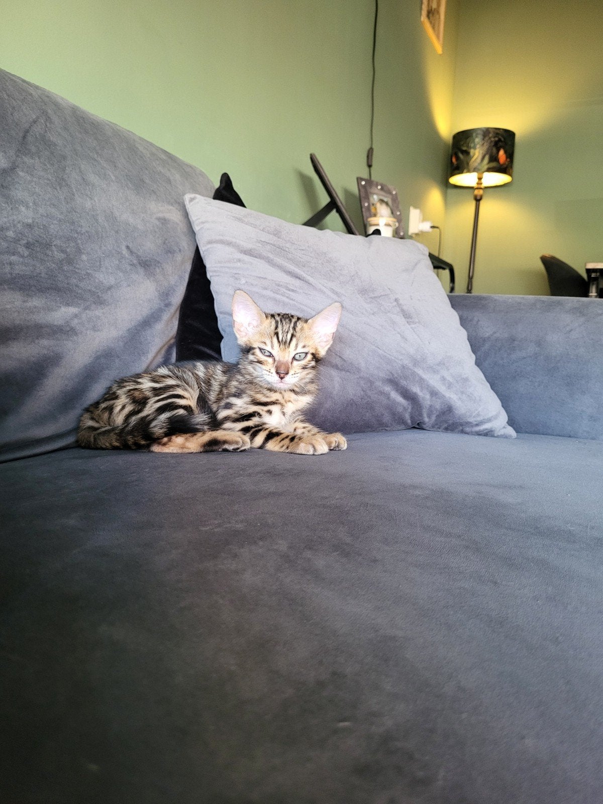 Bengaal kitten, Poes, Met stamboom