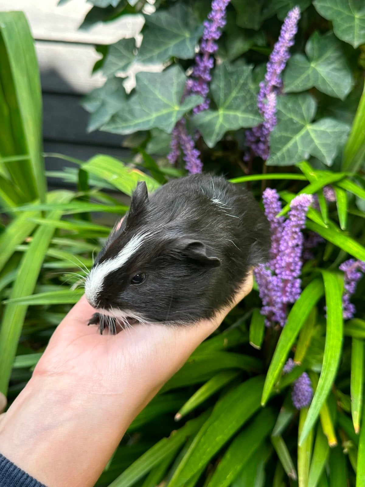 Dit lieve cavia zeugje zoekt een huisje, Dieren en Toebehoren, Knaagdieren, Cavia, Augustus, Vrouwelijk, Tam