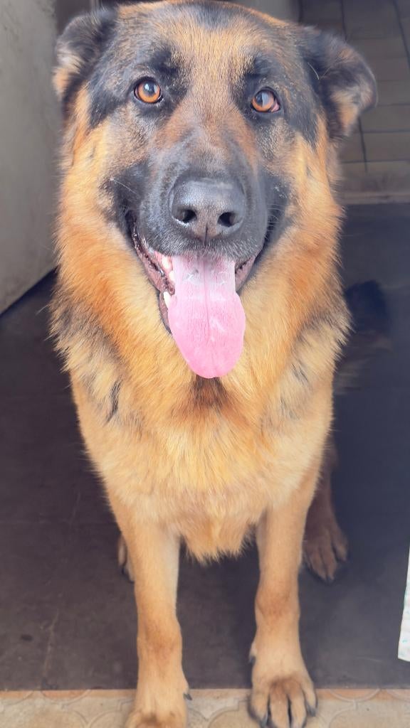 Duitse Herder, Dieren en Toebehoren, Honden | Niet-rashonden, België, Particulier, Reu, 1 tot 2 jaar