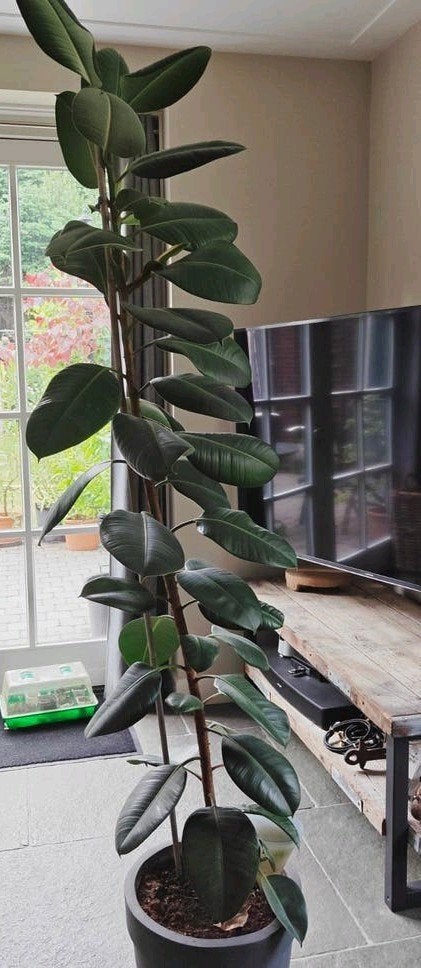 Grote Ficus Elastica 'Robusta' - 1.90m hoog, Huis en Inrichting, Ophalen, 150 tot 200 cm