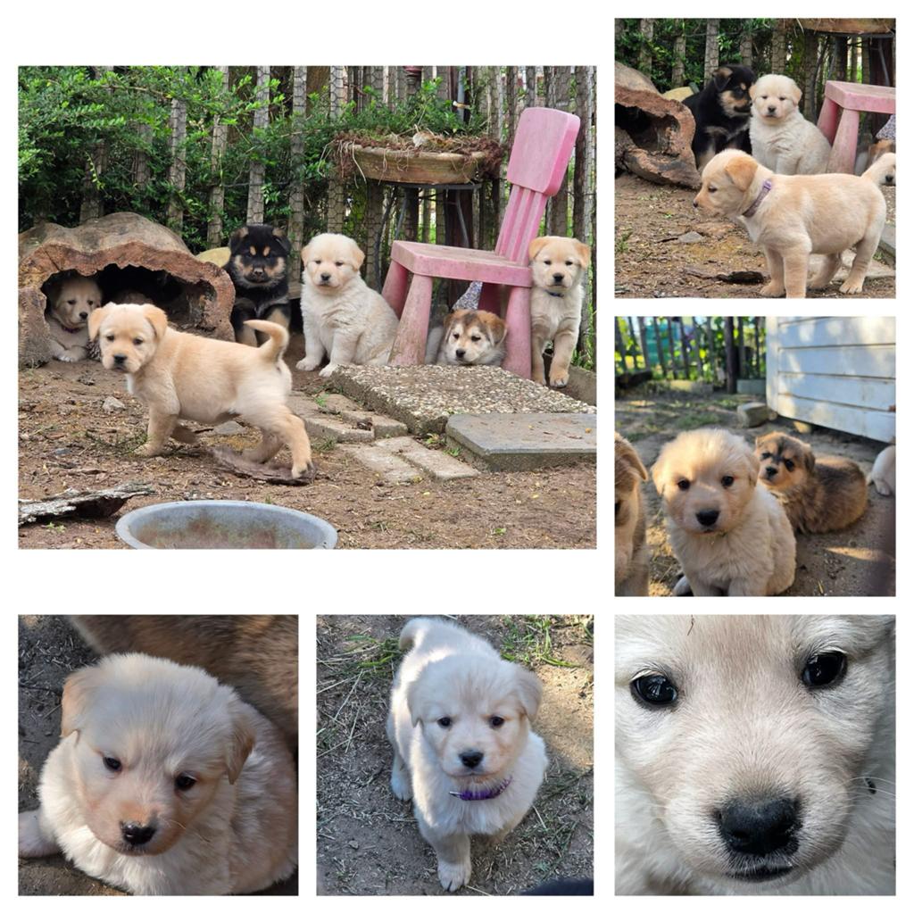 Puppy’s te koop, Dieren en Toebehoren, 8 tot 15 weken, Groot, Meerdere, Meerdere dieren