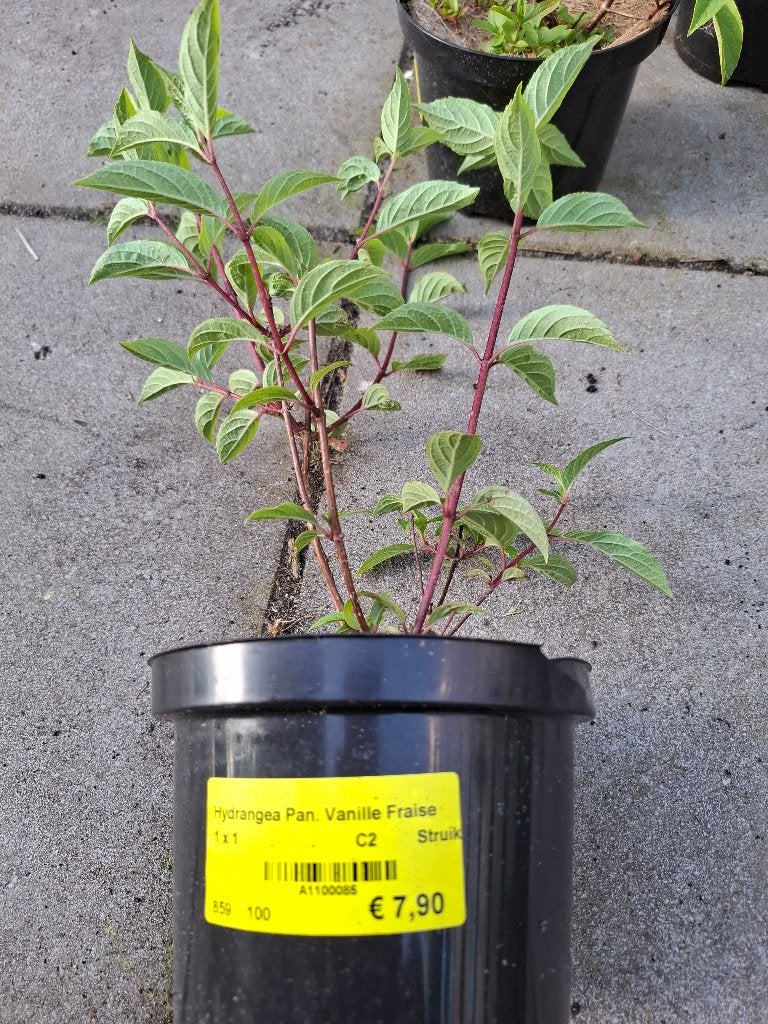 Pluim Hortensias, Volle zon, Vaste plant, Zomer, Ophalen