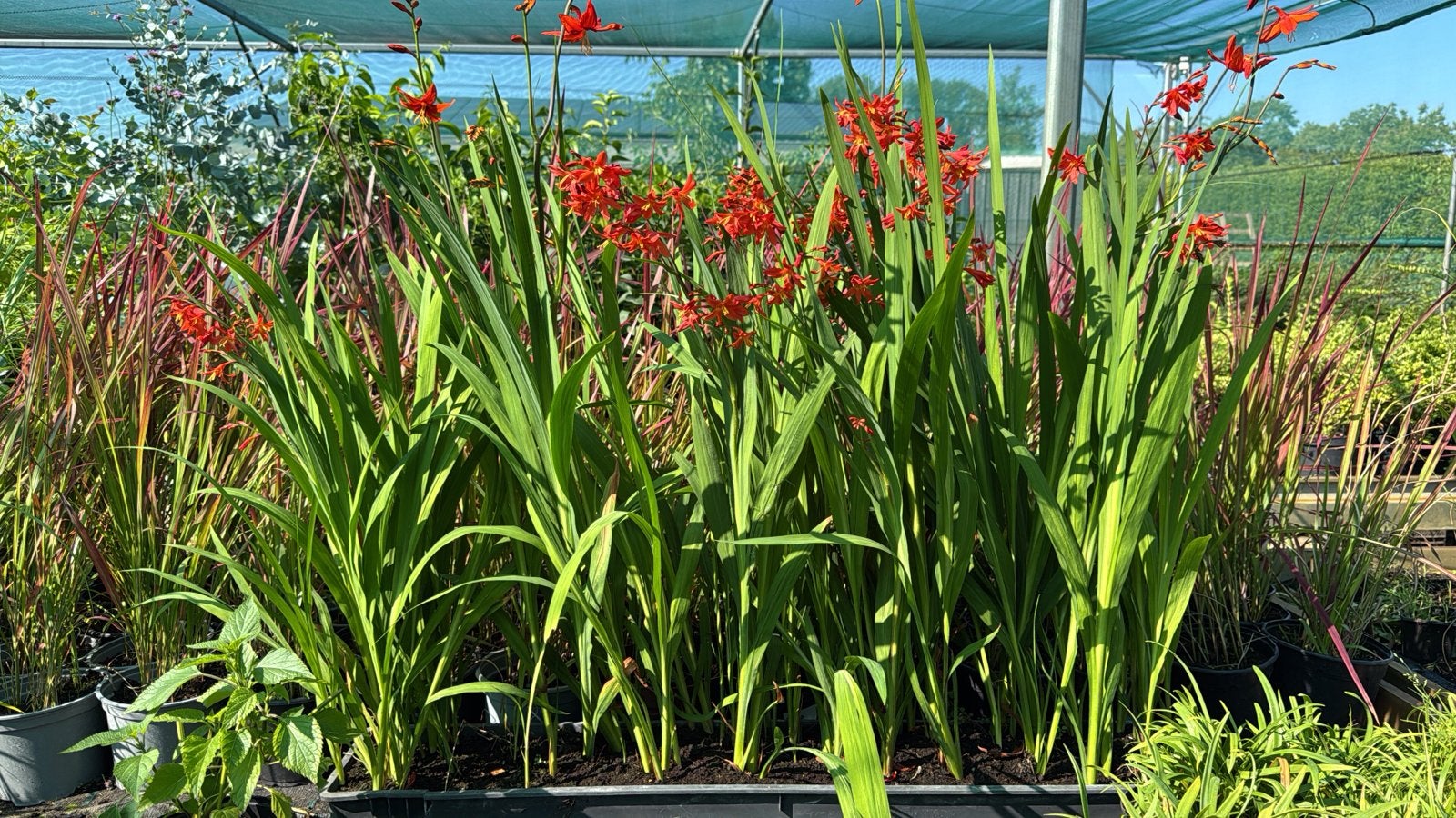 Crocosmia bloembak 100 cm - nu €20,00, elke 2e halve prijs!, Tuin en Terras, Volle zon, Vaste plant, Zomer, Ophalen