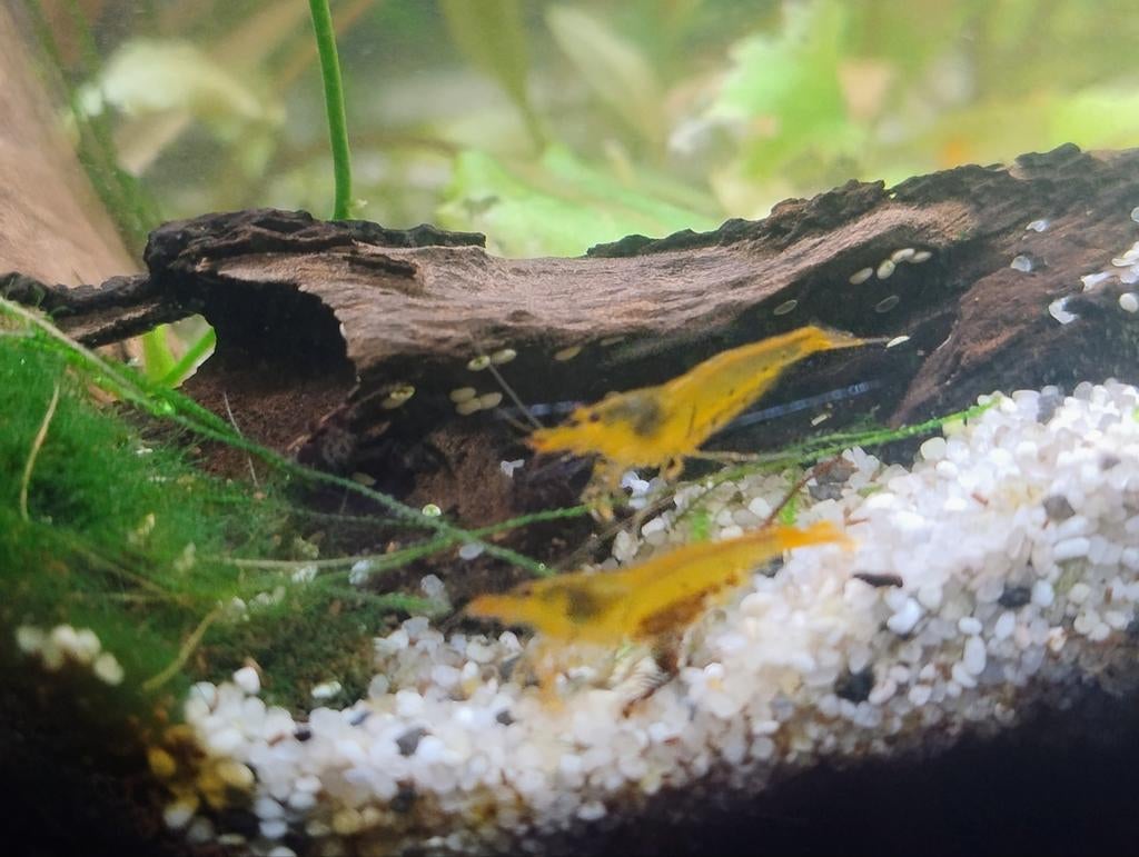 Caridina mariae Tangerine tijger
Garnalen, Kreeft, Krab of Garnaal, Zoetwatervis, Schoolvis