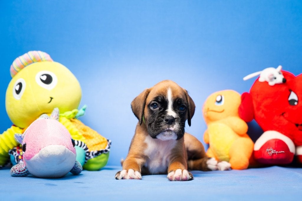 Boxer puppy's Er was nog een jongen beschikbaar., Overige rassen, 8 tot 15 weken, Meerdere, Meerdere dieren