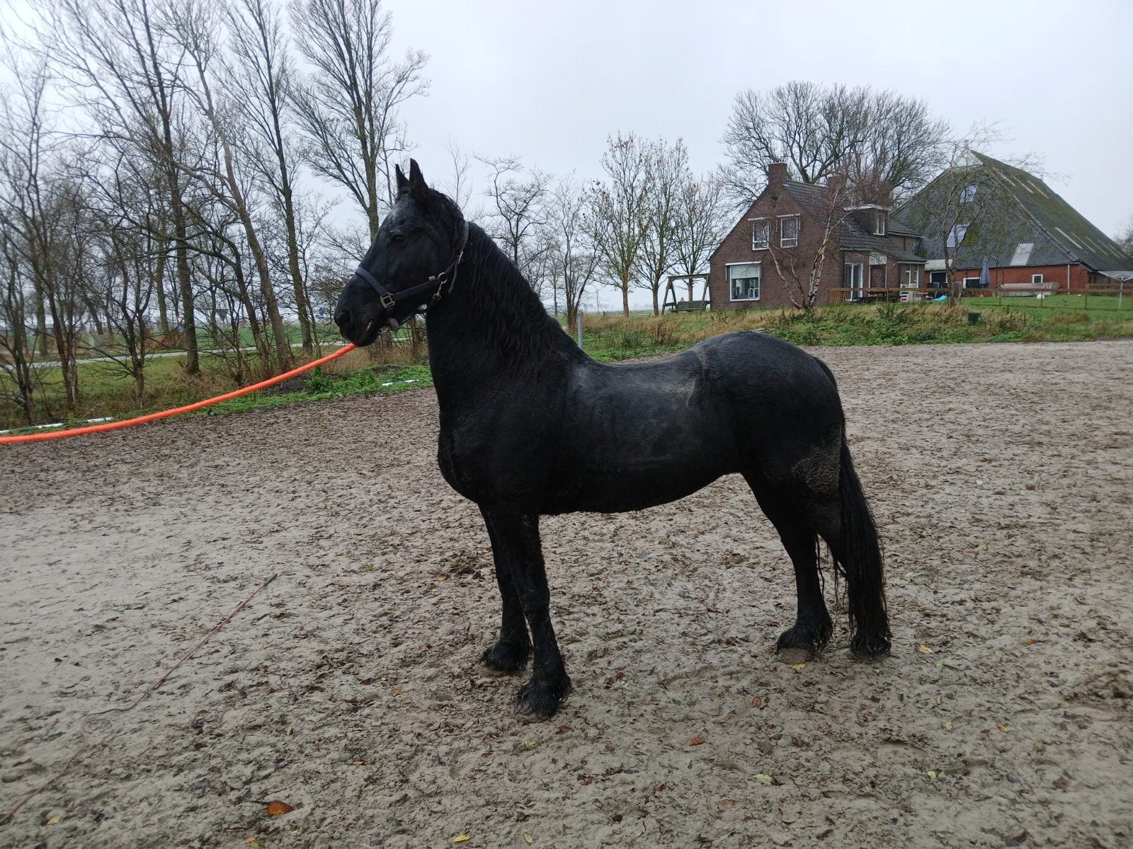 Friese merrie, Dieren en Toebehoren, Paarden, Merrie, Met stamboom, Zadelmak, 160 tot 165 cm