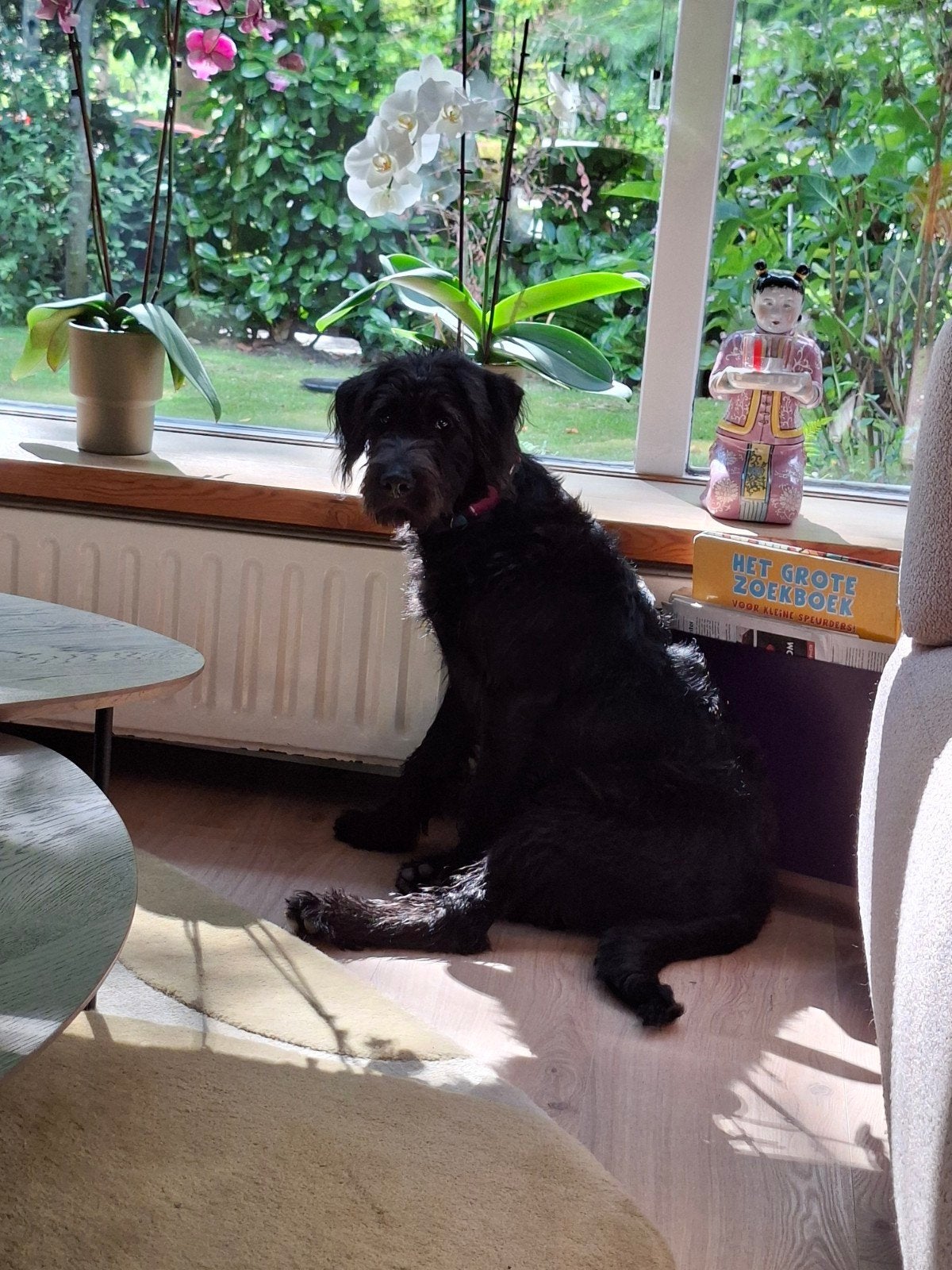 herplaatser zwarte labradoodle 5 maanden, 15 weken tot 1 jaar, Teef, Parvo, Eén hond