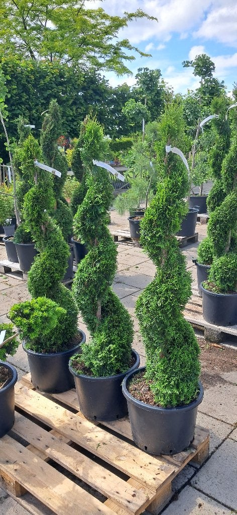 thuja Smaragd spiraal vormsnoei 140 cm hoog, Tuin en Terras, Bloeit niet, Halfschaduw, Overige soorten, 100 tot 250 cm