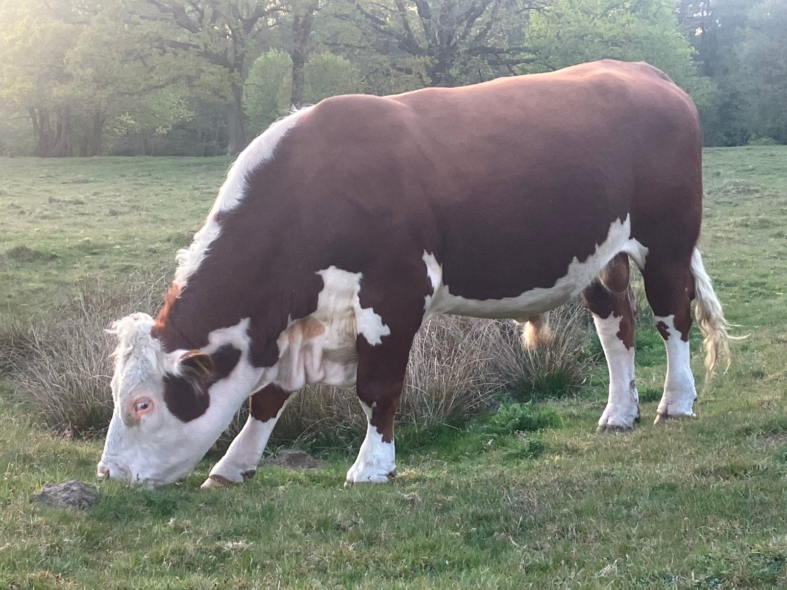 Hereford Dekstier, Dieren en Toebehoren, Runderen, Mannelijk, 0 tot 2 jaar