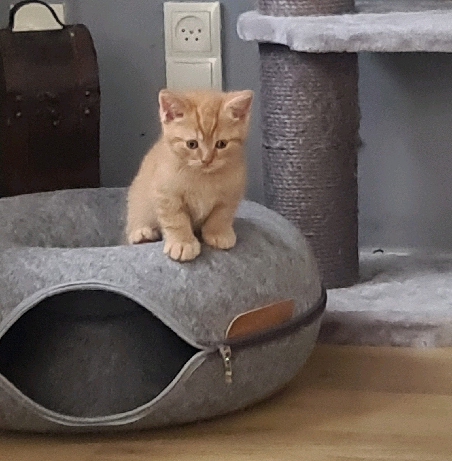 Raszuivere Britse Korthaar -  2 vaccinaties !!!, Dieren en Toebehoren, Katten en Kittens | Raskatten | Korthaar, Meerdere dieren