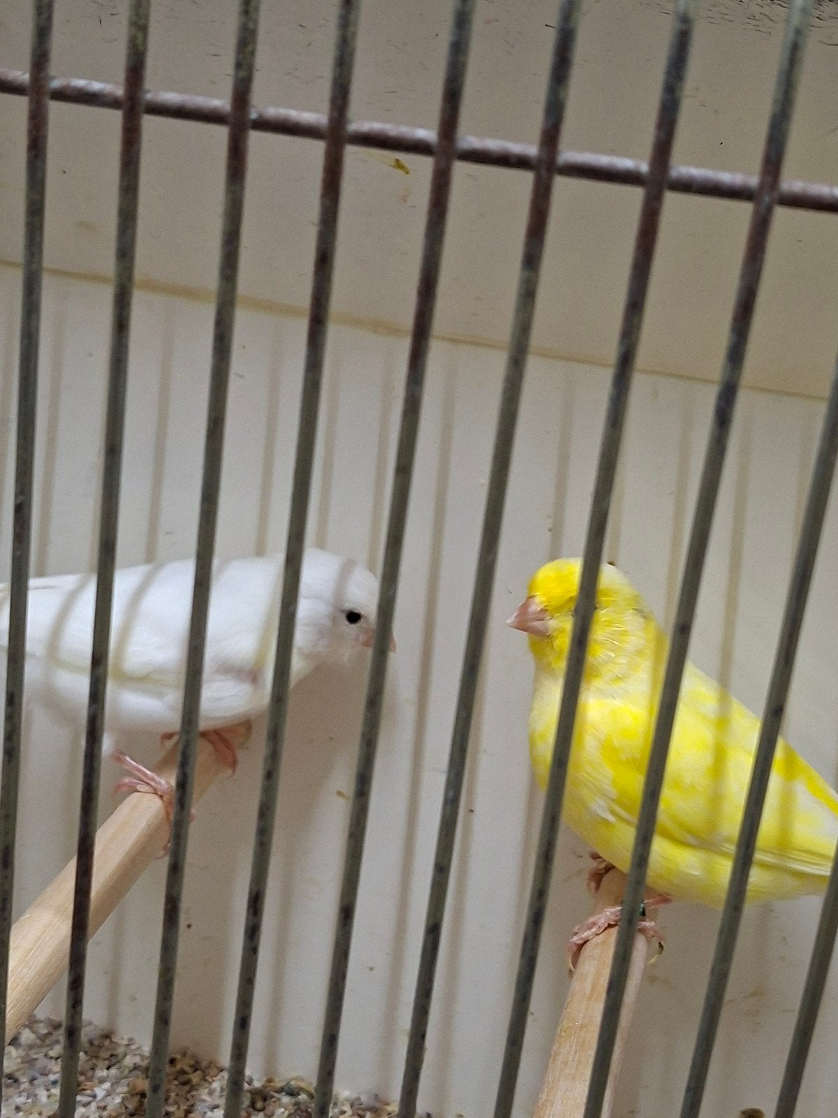dominant witte kanaries, Dieren en Toebehoren, Meerdere dieren, Kleurkanarie