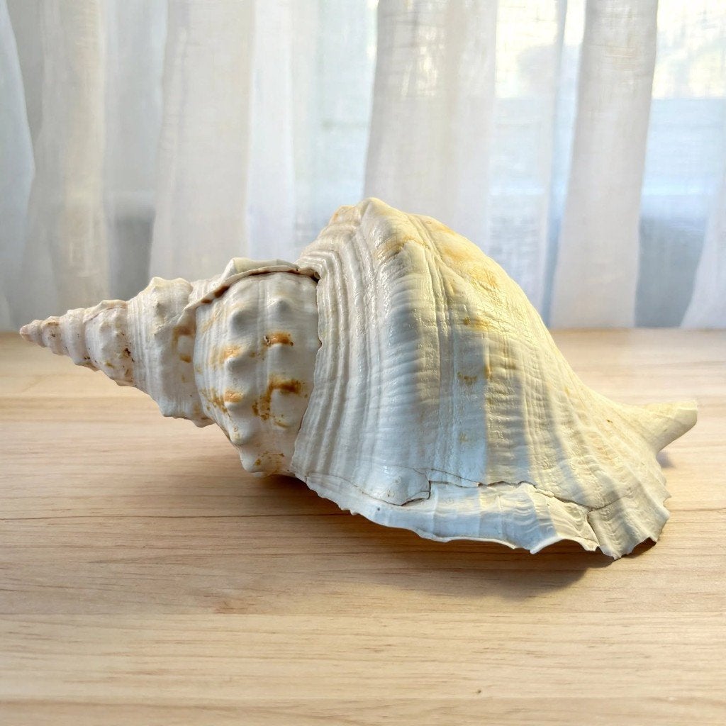 Grote Vintage Triton Schelp - 30 cm -Tritonshoorn, Verzamelen, Ophalen of Verzenden, Schelp(en)