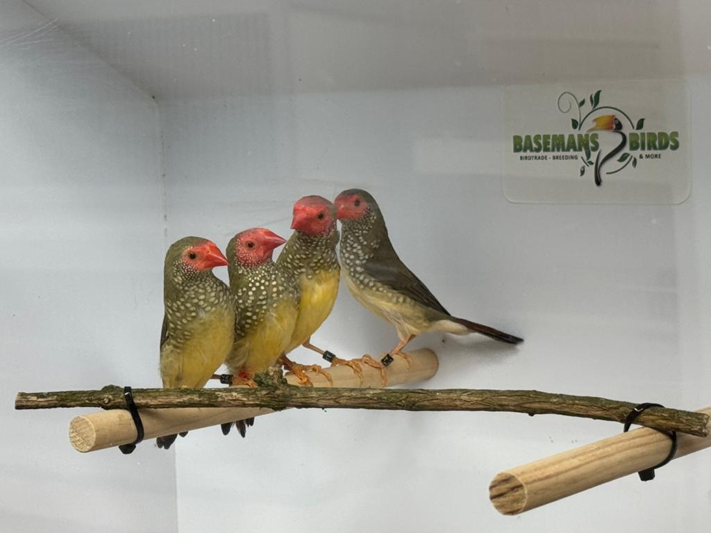 Binsen astrilde - Neochmia ruficauda, Meerdere dieren, Geringd