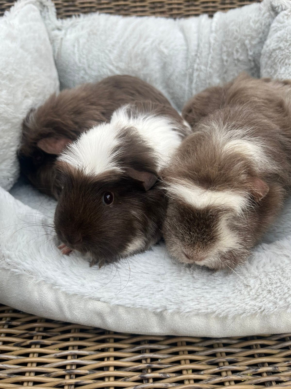 3 cavia zeugjes, Dieren en Toebehoren, Cavia, Juni, Vrouwelijk, Tam