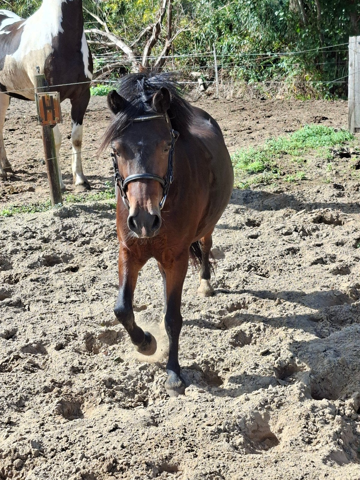 leuke welsh men  pony, Dieren en Toebehoren, Merrie, Dressuurpony, 7 tot 10 jaar, B pony (1.17m tot 1.27m)