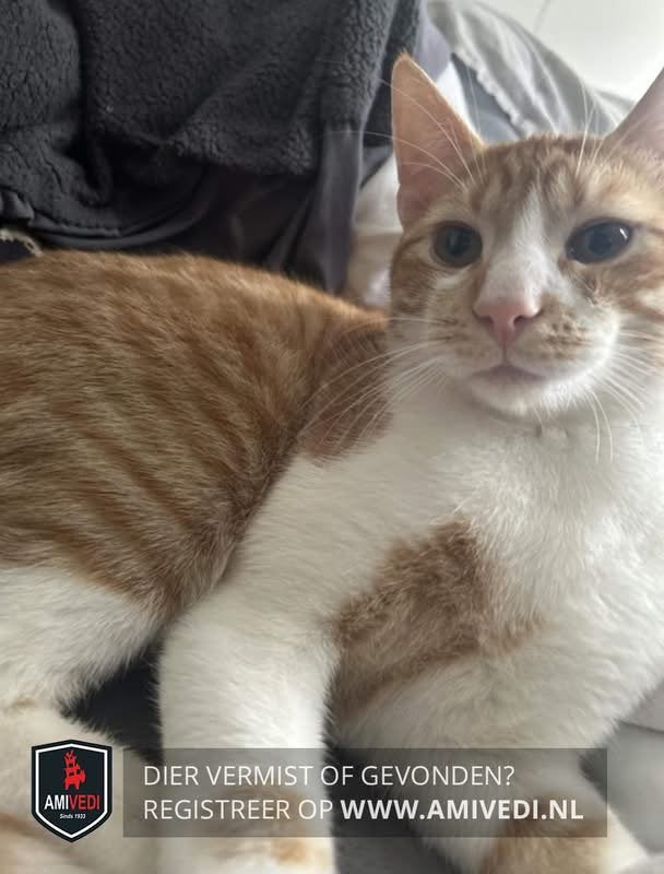 Kater, Kater