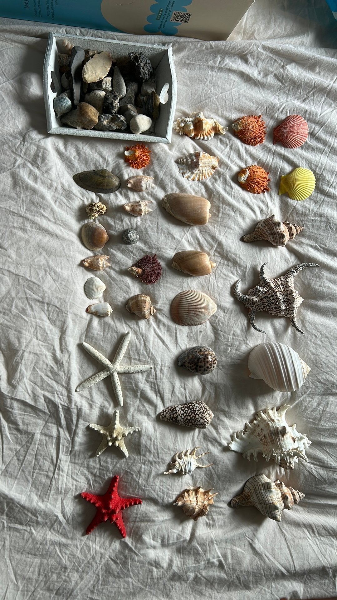Diverse schelpen en stenen, Ophalen of Verzenden, Zo goed als nieuw