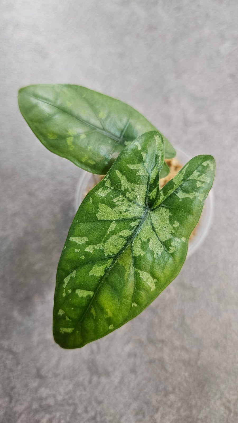 Alocasia heterophylla 'Shattered Glass', Ophalen of Verzenden, Halfschaduw, Minder dan 100 cm