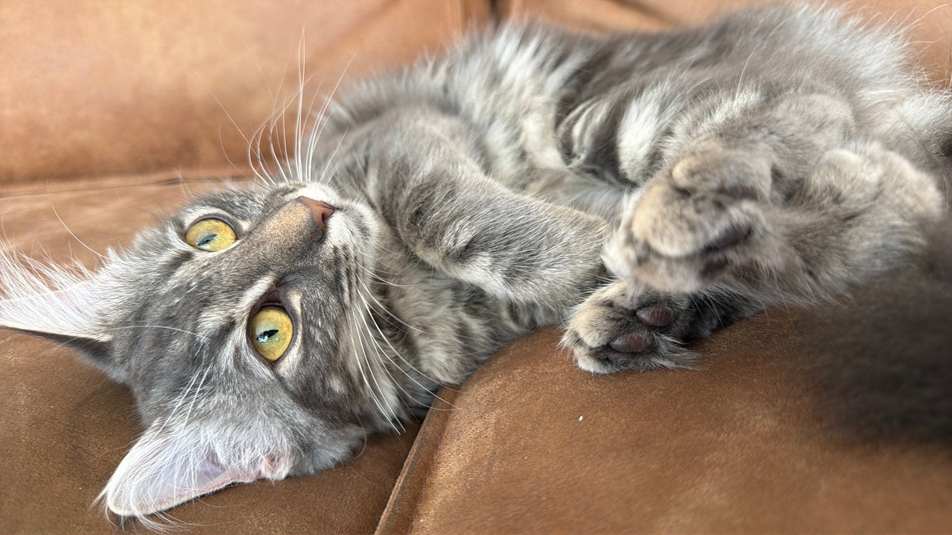 Lief aanhankelijke Maine coon vrouwtje. Geboren 6-12-2025, Poes, Gechipt, 0 tot 2 jaar
