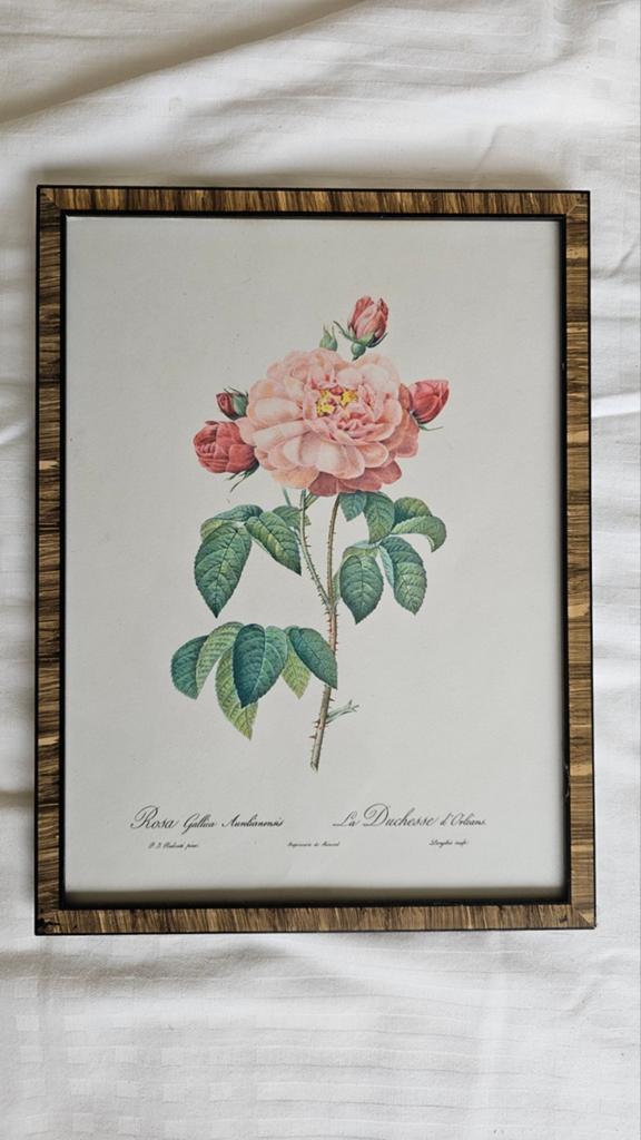 Botanische print Pierre-Joseph Redouté - Les Roses, Ophalen of Verzenden