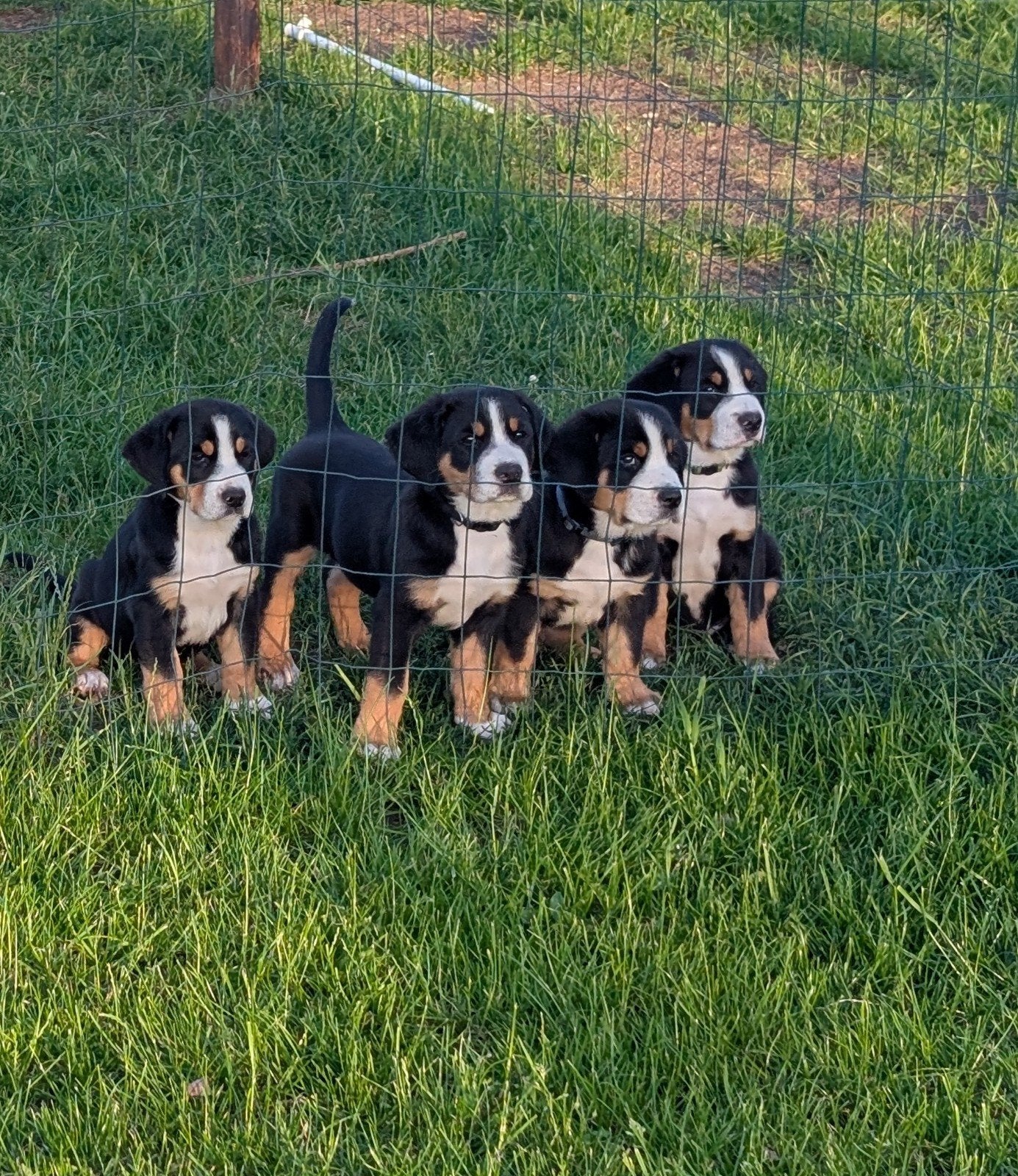 Grote Zwitserse Sennen pups mogen nest verlaten, 8 tot 15 weken, Meerdere, Meerdere dieren, Nederland