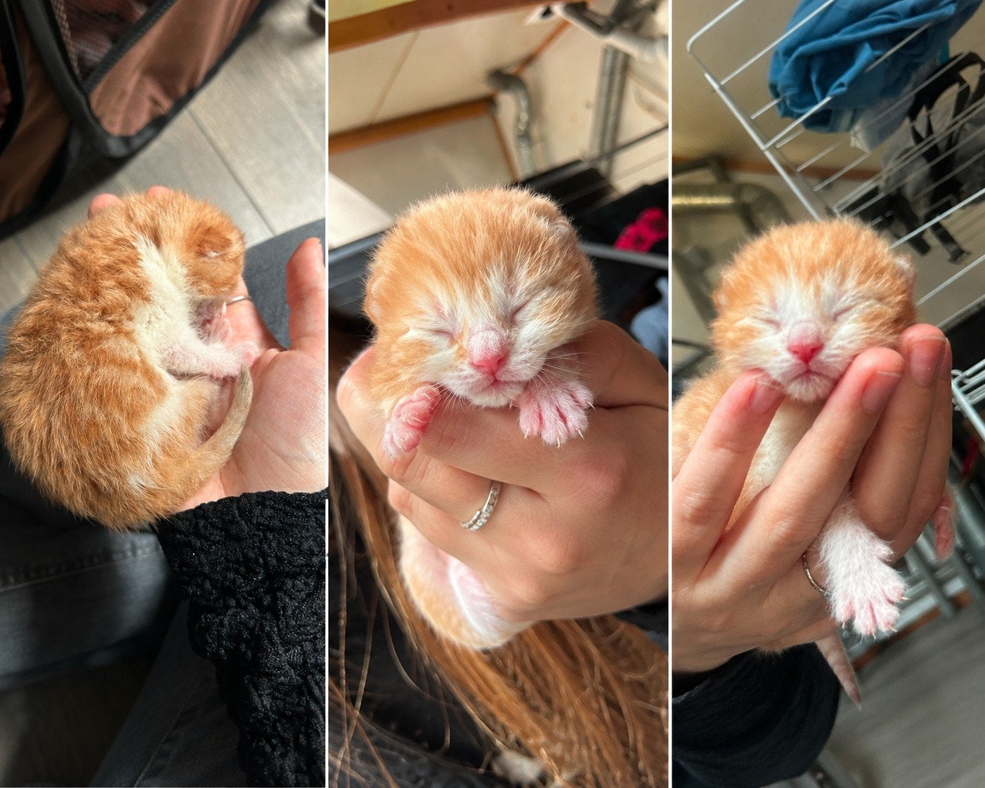 rood /wit katertje, Dieren en Toebehoren, Kater, Kortharig, 0 tot 2 jaar