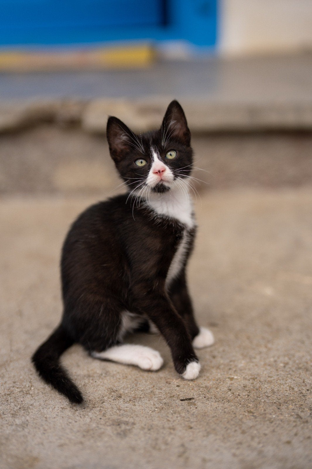 Felix zoekt een baasje, Kater, Kortharig, 0 tot 2 jaar