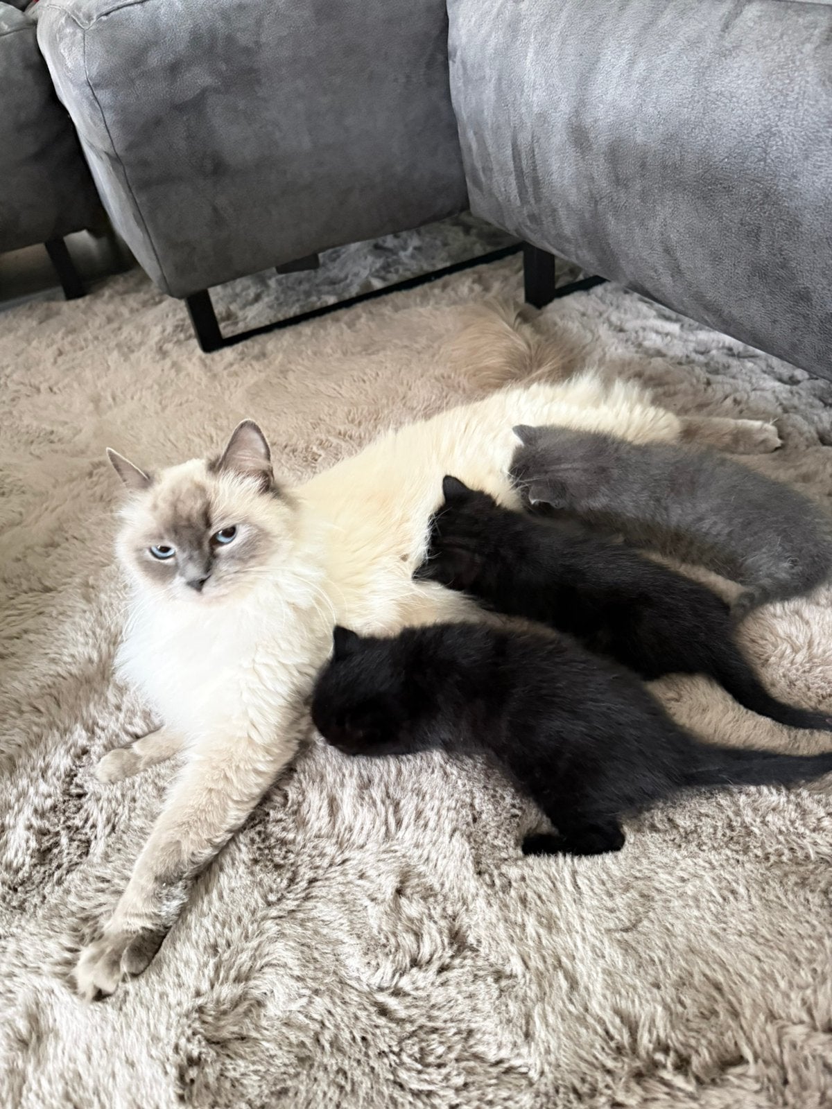X Ragdoll kittens, Poes, Ontwormd, 0 tot 2 jaar