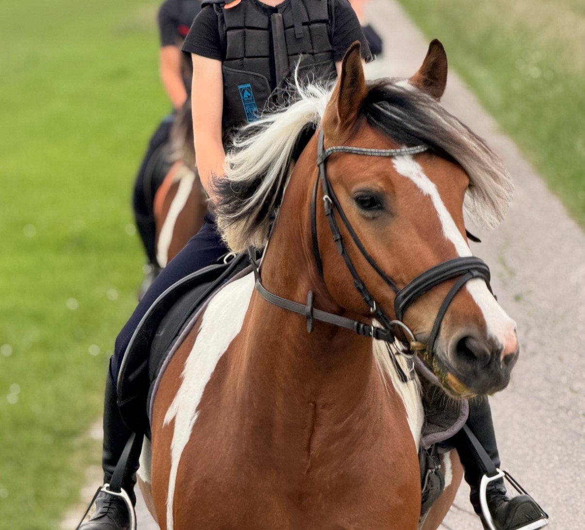 Super stoere driekleur bonte ruin van 6 jaar, Gechipt, Minder dan 160 cm, B, Ruin