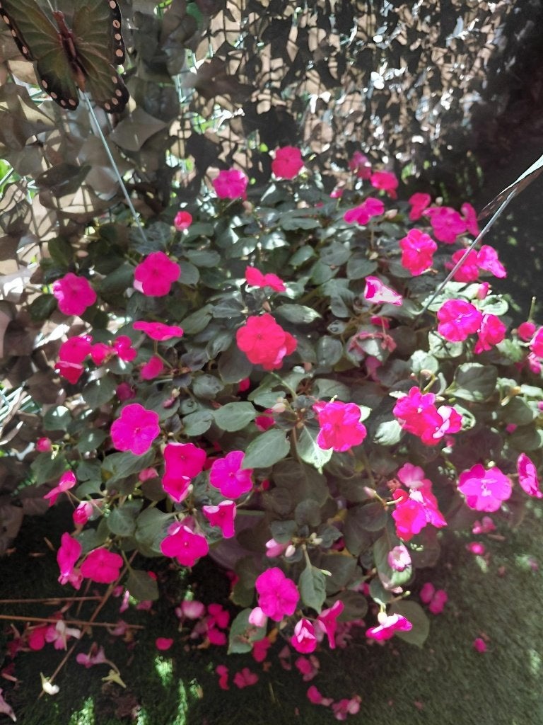 BALKON of TUIN PLANTEN EN POTTEN, Tuin en Terras, Tweejarig, Halfschaduw, Lente, Ophalen