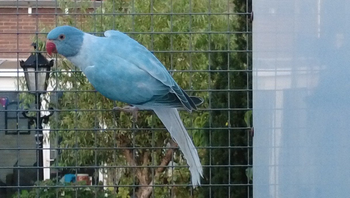Halsbandparkiet Opaline Bleekstaart Blauw man 2026, Mannelijk, Parkiet, Geringd