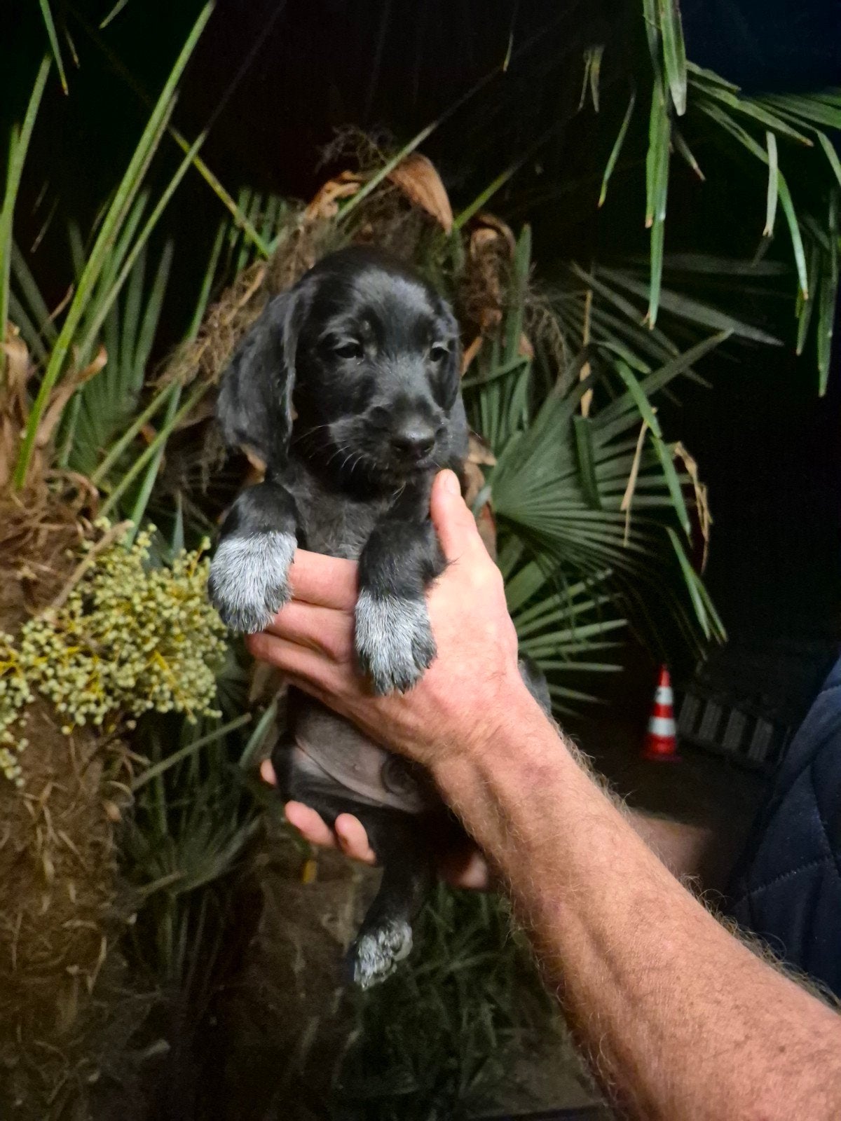 pups Duitse staande draadhaar X Alpenländische dachsbracke, Dieren en Toebehoren, Overige rassen, CDV (hondenziekte), 8 tot 15 weken