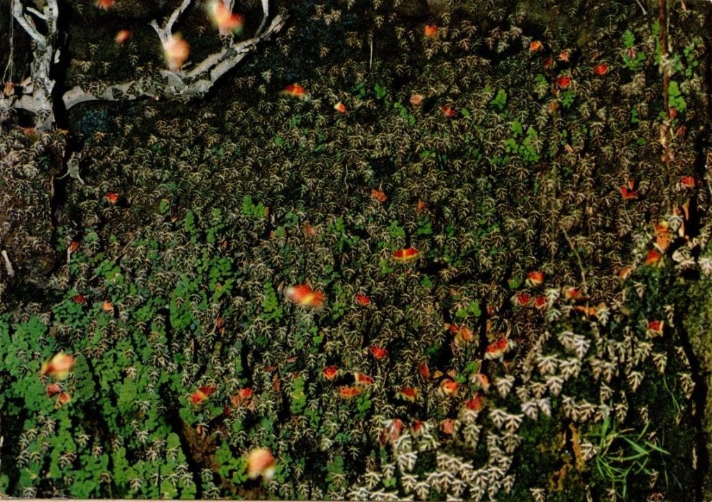 4 Ansichtkaarten Vlindervallei Rhodos 1979. Kan ook per stuk, Ophalen of Verzenden, 1960 tot 1980, Ongelopen, Overig Europa
