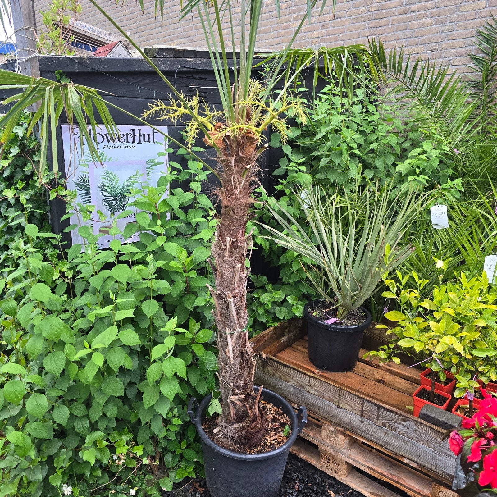 Trachycarpus fortunei palm, Tuin en Terras, Volle zon, Ophalen of Verzenden, 100 tot 250 cm, Zomer