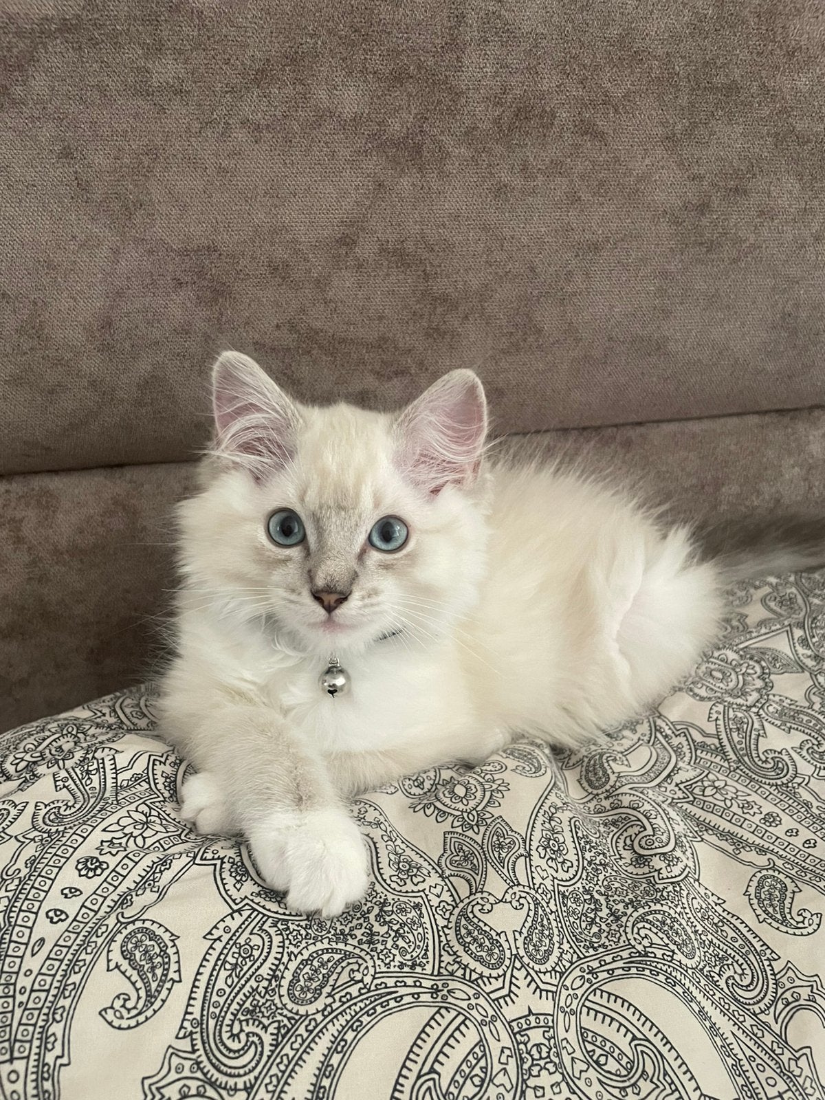 Te koop 100% kitten ragdol 600.-, Dieren en Toebehoren, Kater, Ontwormd
