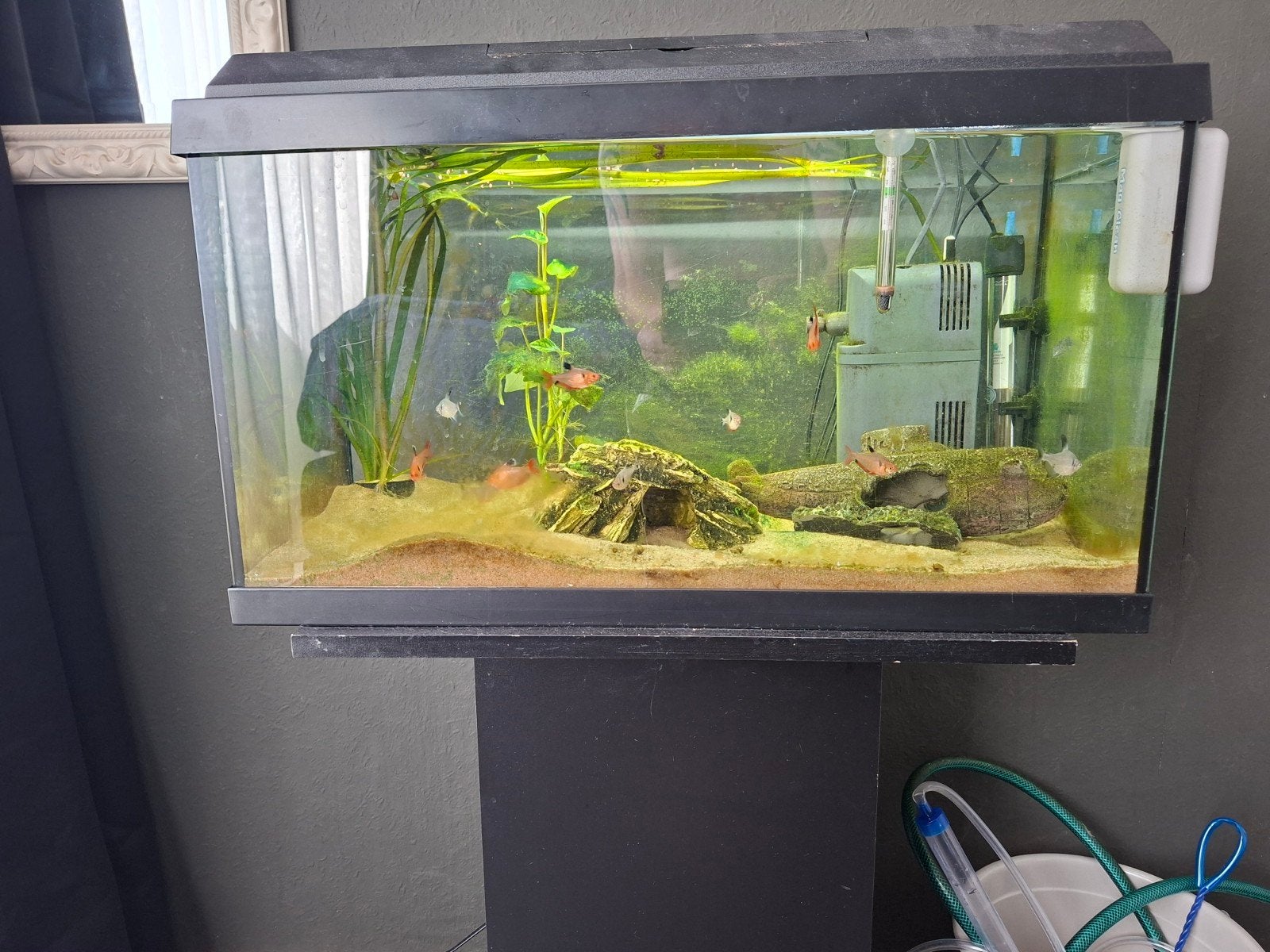 Te koop aquarium, Dieren en Toebehoren, Vissen | Aquaria en Toebehoren, Ophalen, Zo goed als nieuw, Gevuld zoetwateraquarium
